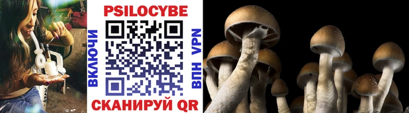 продажа наркотиков Энем Псилоцибиновые грибы Psilocybe